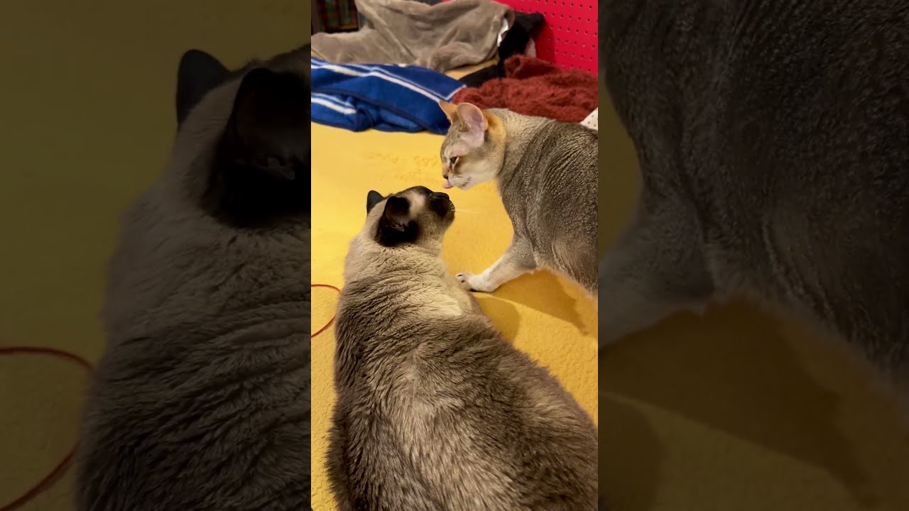 アクビをするたぬき猫のお口のニオイを確認して立ち去るシンガプーラなのにゃ♪#cat #シンガプーラ #トンキニーズ#たぬき猫