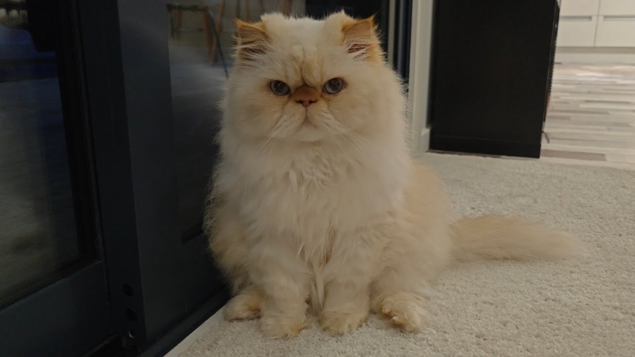 Daydreaming with Fat Boy ♥️