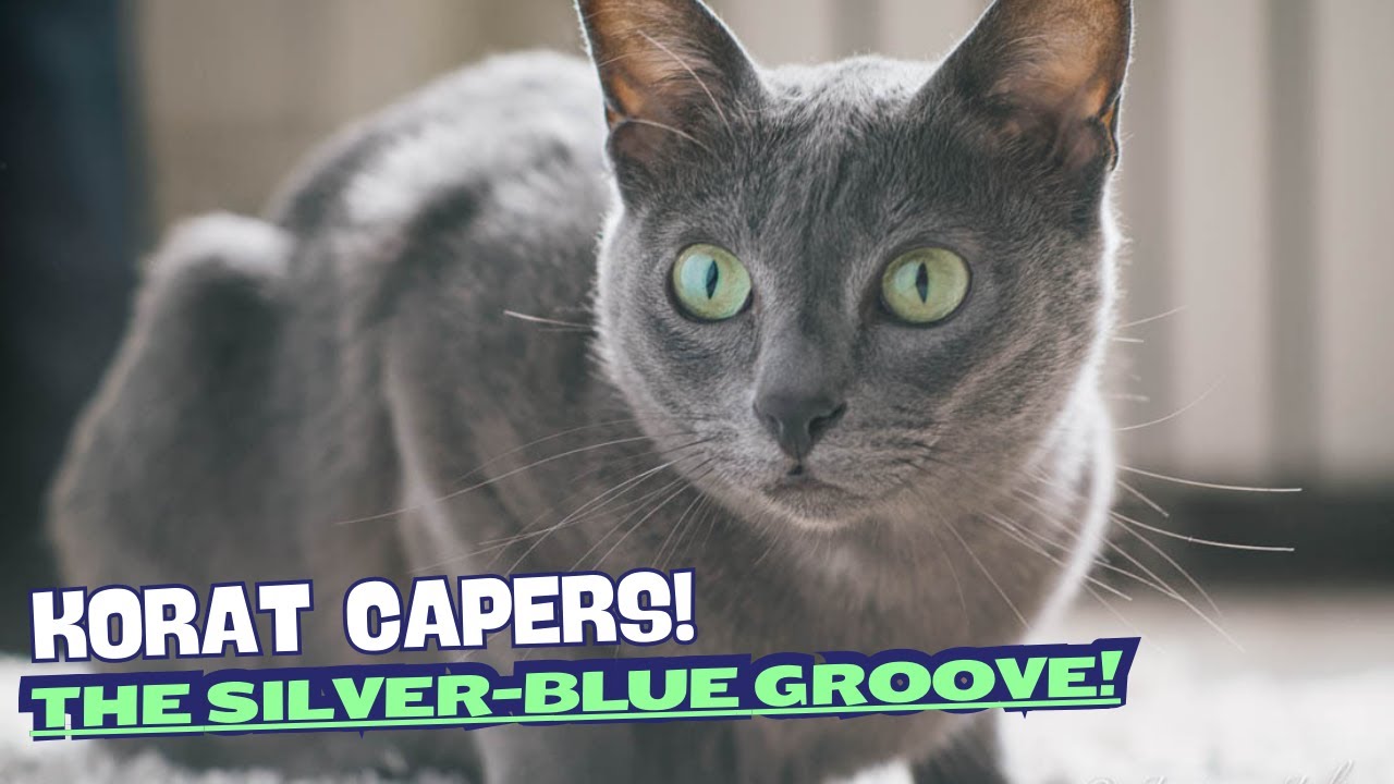 "Korat Capers" – The Silver-Blue Groove! 🎸🐱