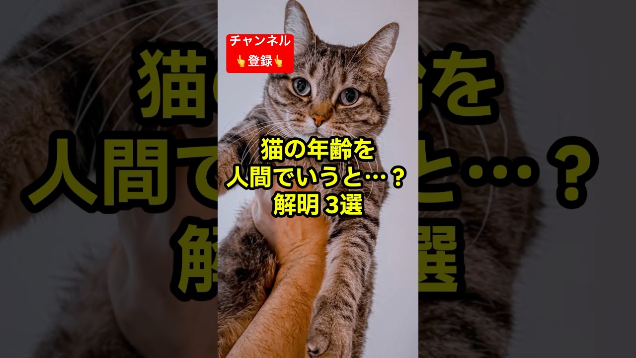 あなたの猫ちゃんは何歳？ #shorts #雑学 #豆知識 #猫 #猫好き #cat #猫動画