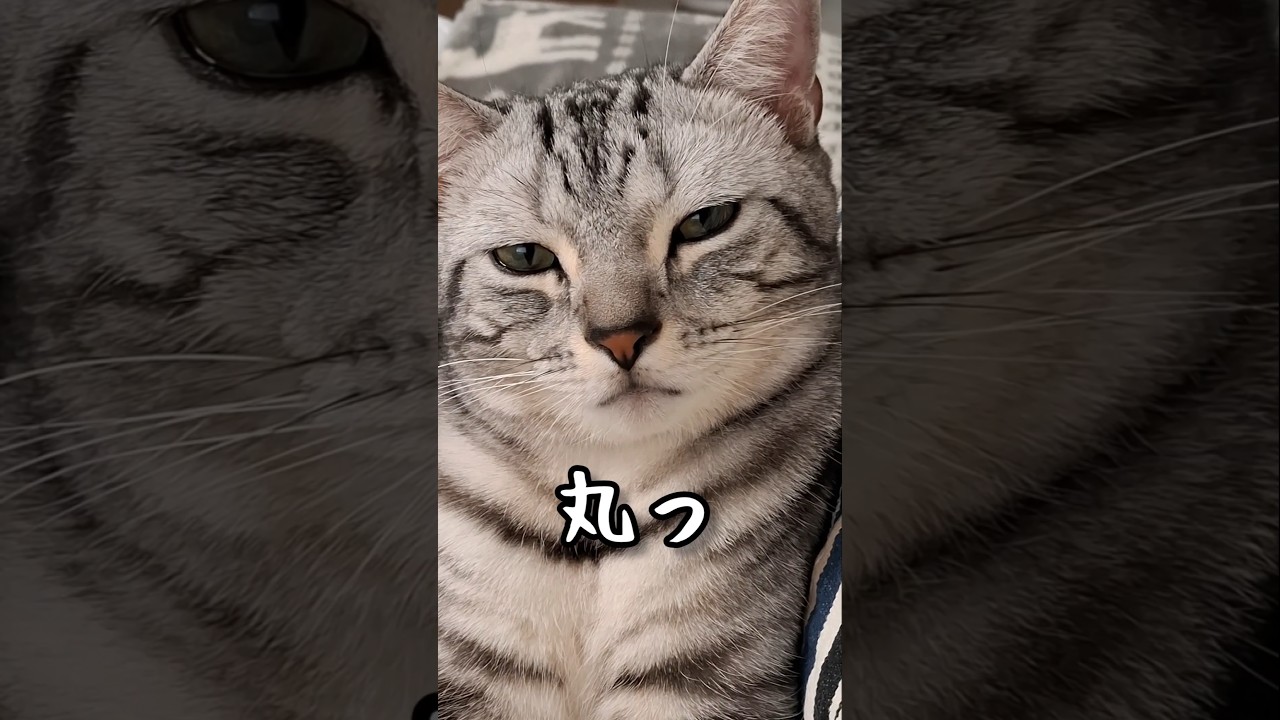 ｢#アメショ の男の子 キリアンの日常 娘作｣#short #アメリカンショートヘアー #ねこ  #cat  #ペットショップ売れ残り #猫のいる暮らし