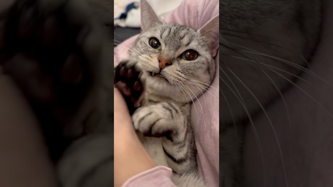 飼主帰宅で即捕まった猫が可愛すぎる!! #shorts #猫 #cat