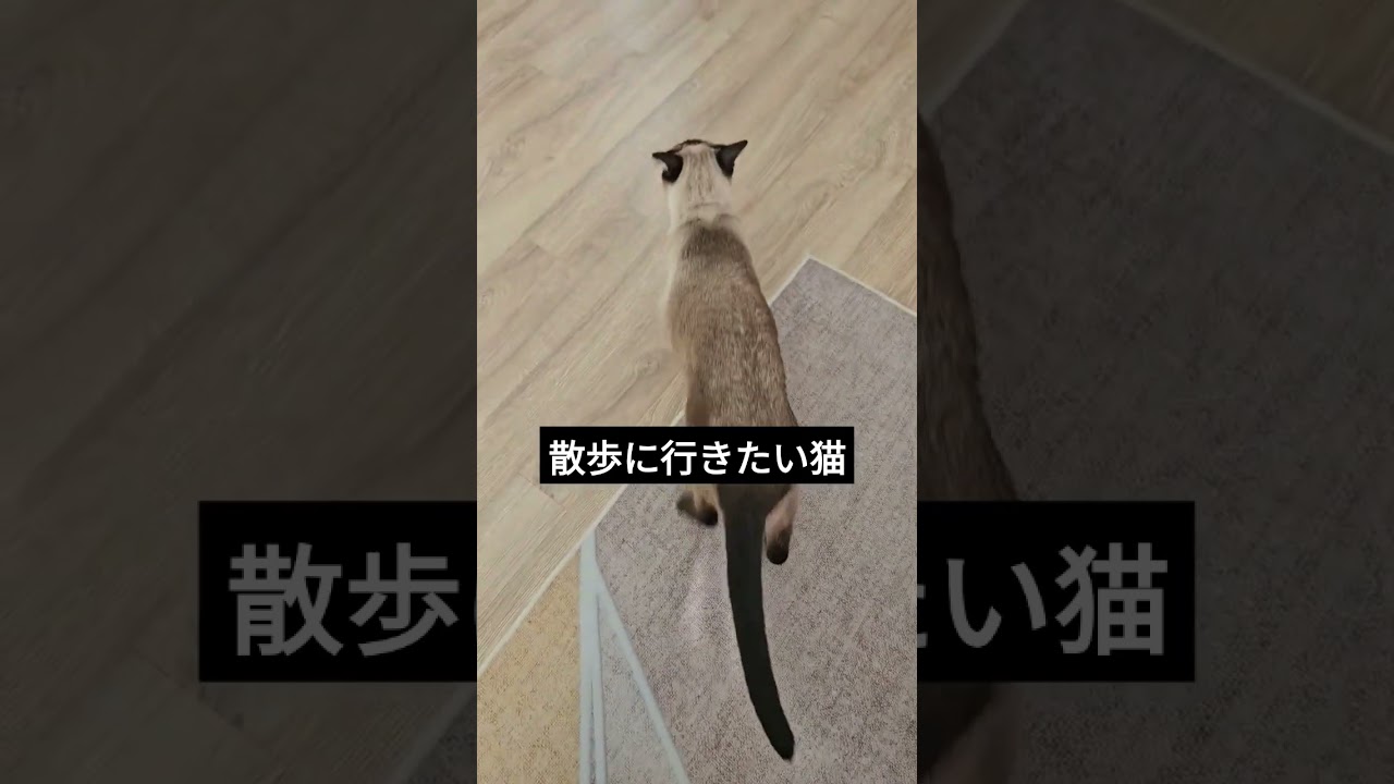 お散歩のおねだりをする猫がこちら。 #シャム猫ひおろ #cat