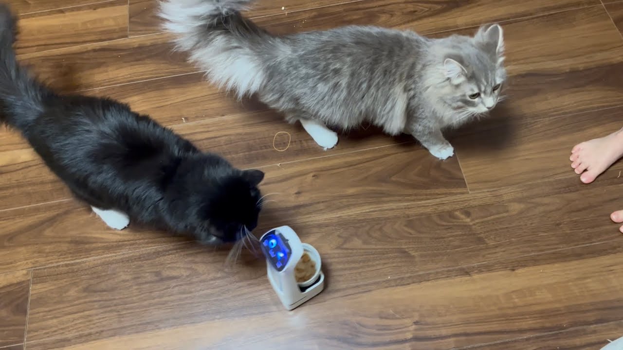 配膳ロボットにイラつく猫　ラガマフィン
