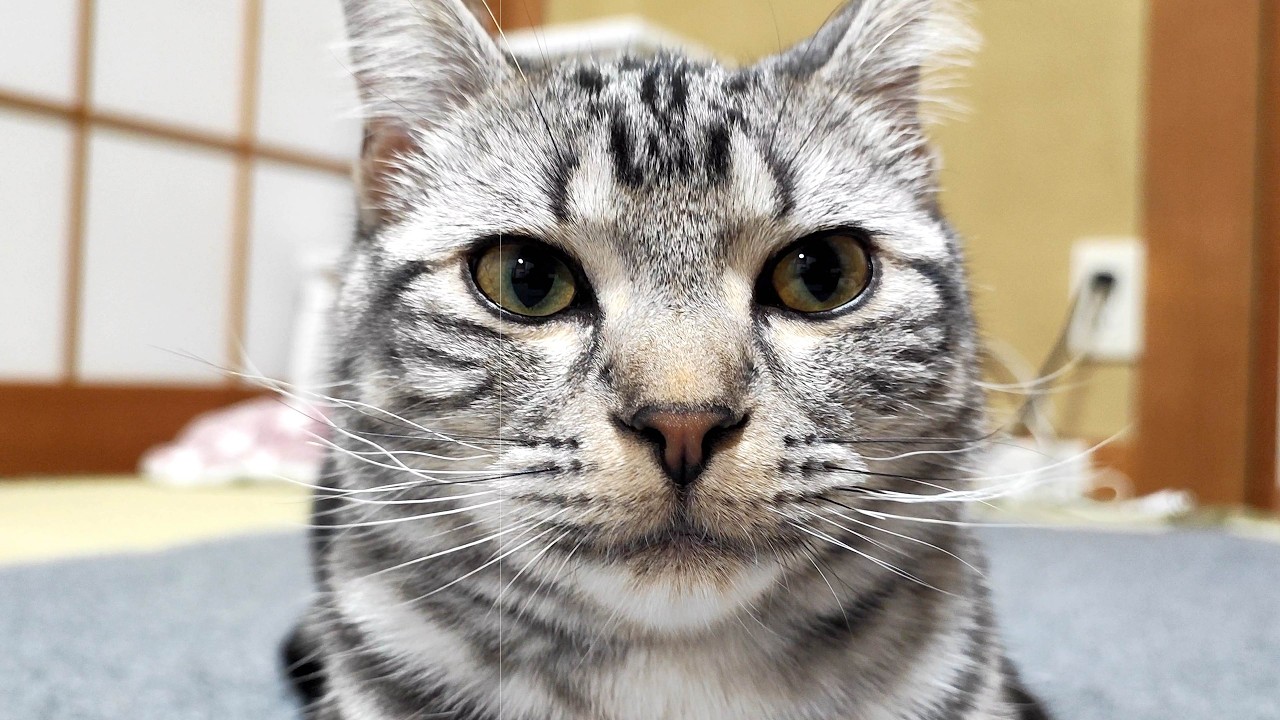 FIP・糖尿病治療中の子猫が回復してきたら弟猫をあごで使うようになってしまいました。