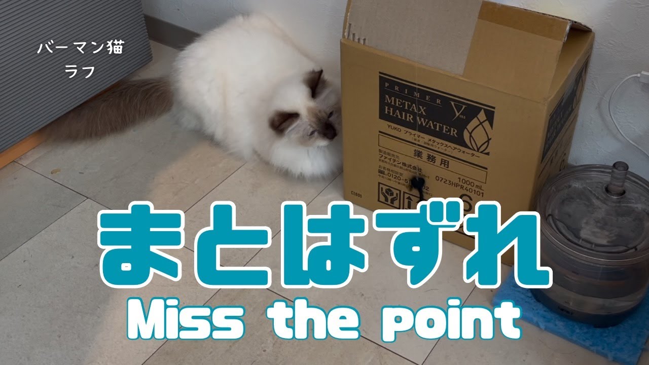 バーマン猫ラフ【まとはずれ】Miss the point（バーマン猫）Birman/Cat