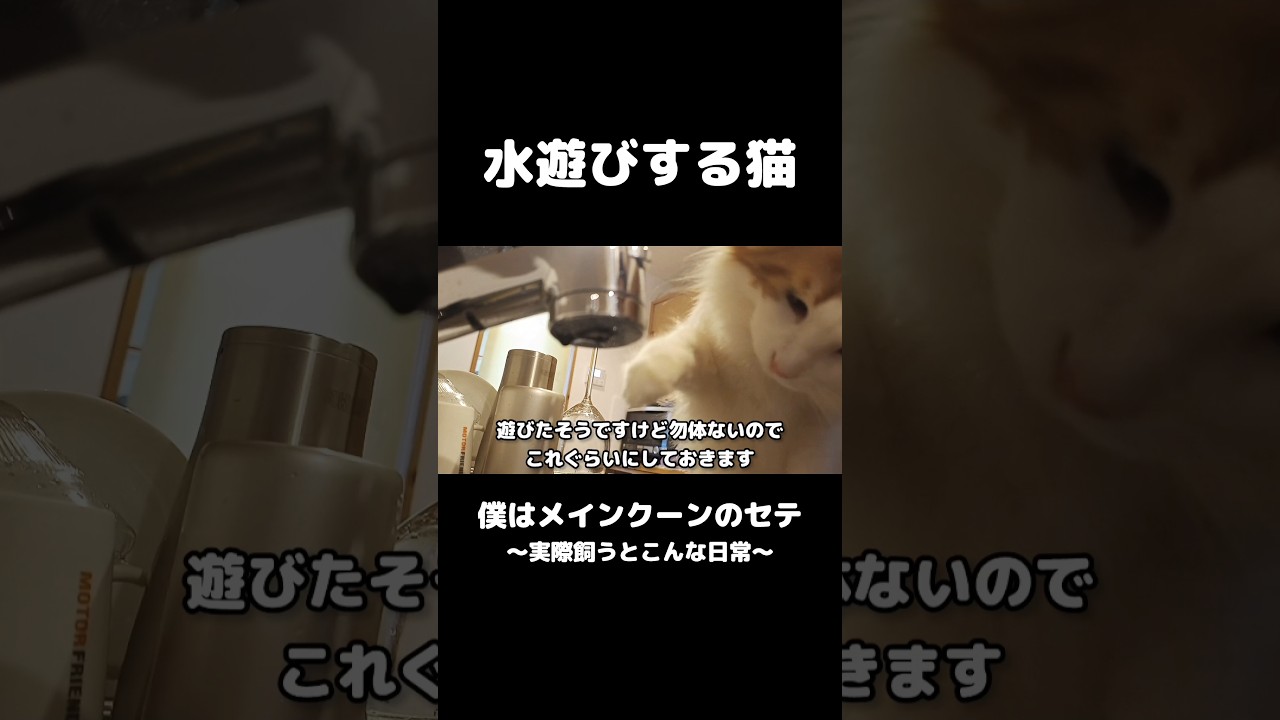 猫は水が好き #メインクーン #猫のいる暮らし #mainecoon #cat