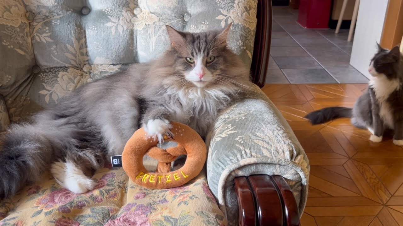 【おはよう☀】もふ猫たちの、朝のまったり時間〜♡ノルウェージャンフォレストキャットとターキッシュアンゴラ