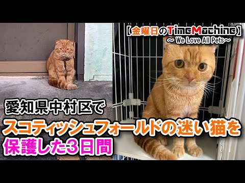 【迷い猫ソノ】名古屋市中村区でスコティッシュフォールドを保護した３日間（#cat_000）
