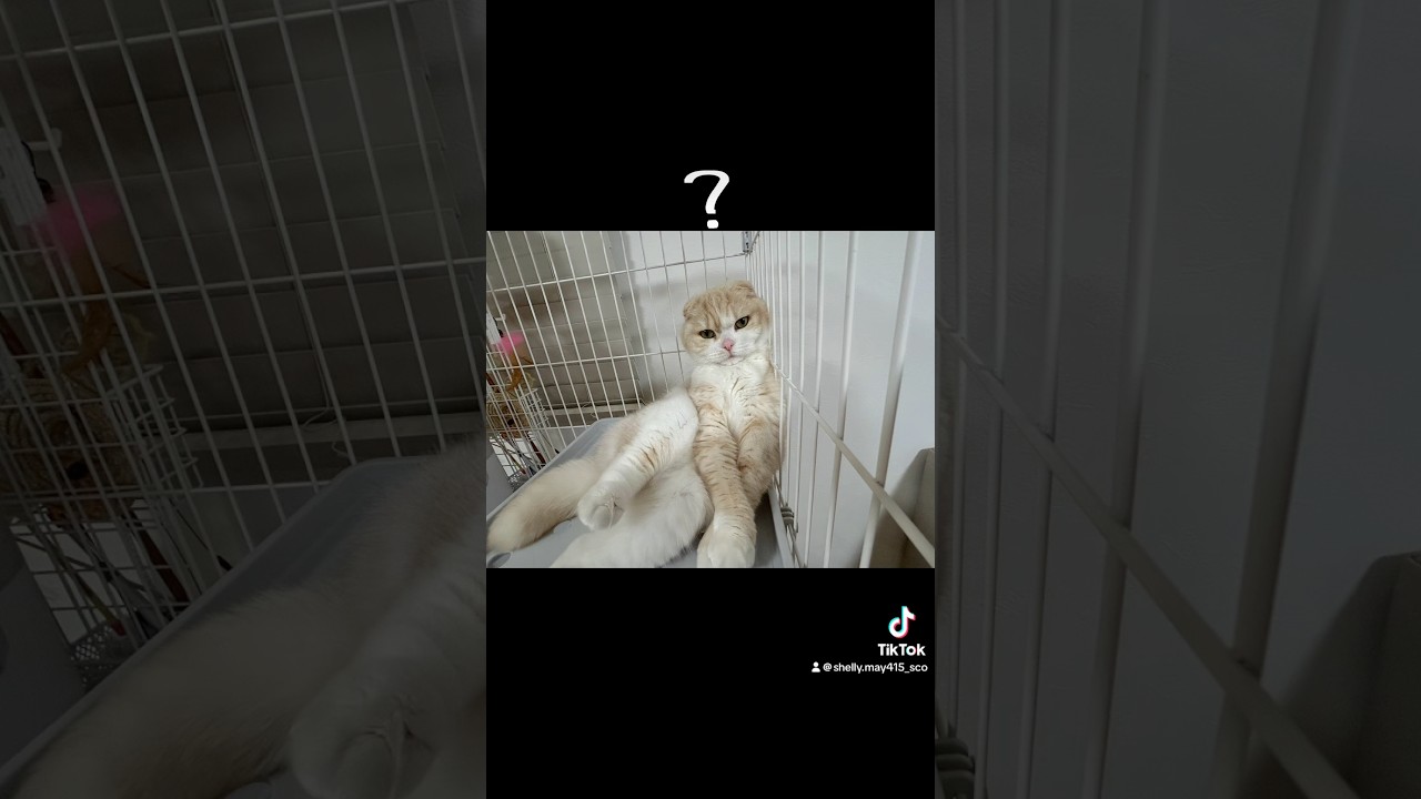 火曜日の癒しのもふもふ#猫のいる暮らし #スコティッシュフォールド