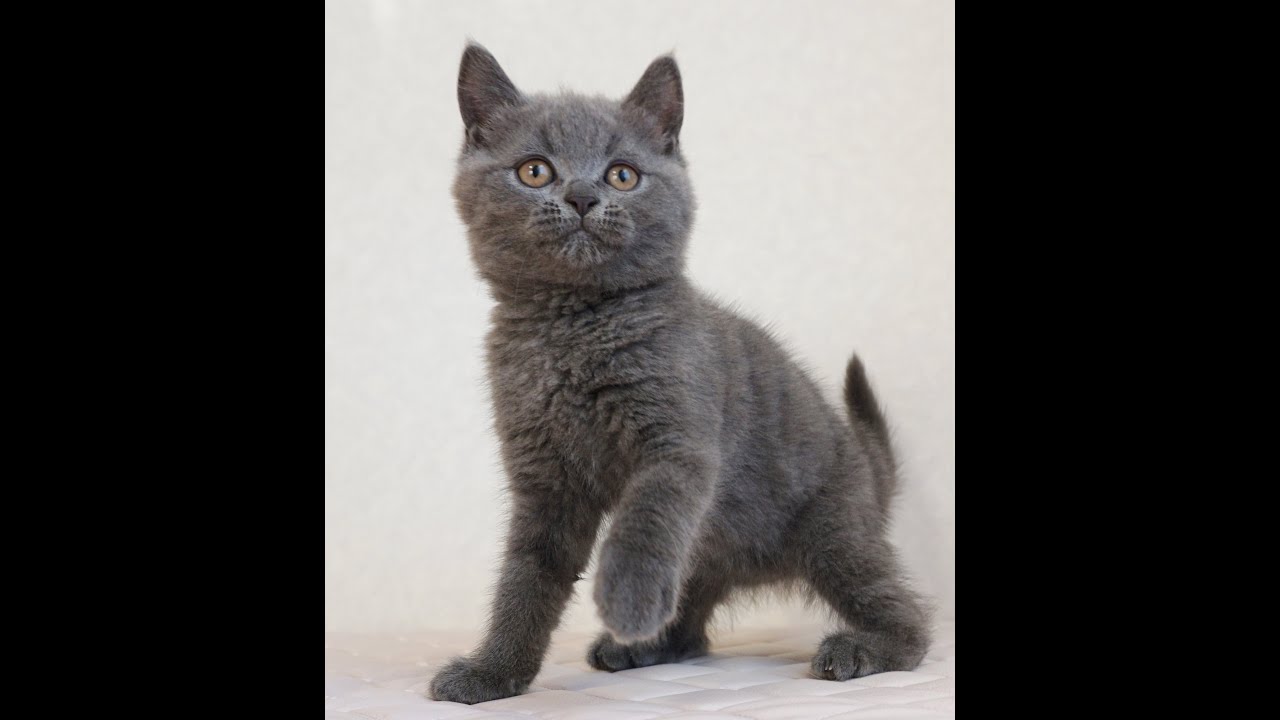 セルカークレックス子猫　Selkirk Rex　2024.12.6産まれ　ブルー　ストレート　男の子　シーダキャット猫のお店