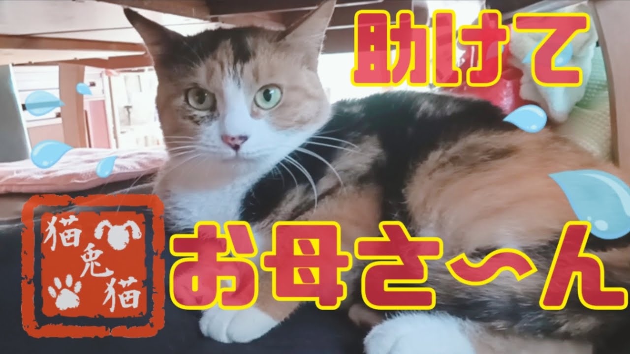 【TNR保護猫】三毛猫みーちゃんとシャムミックス