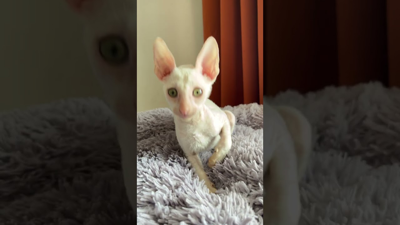 Gandalf is an Elegant Cornish Rex Kitten With a White Fur Coat and Charming Yellow Eyes