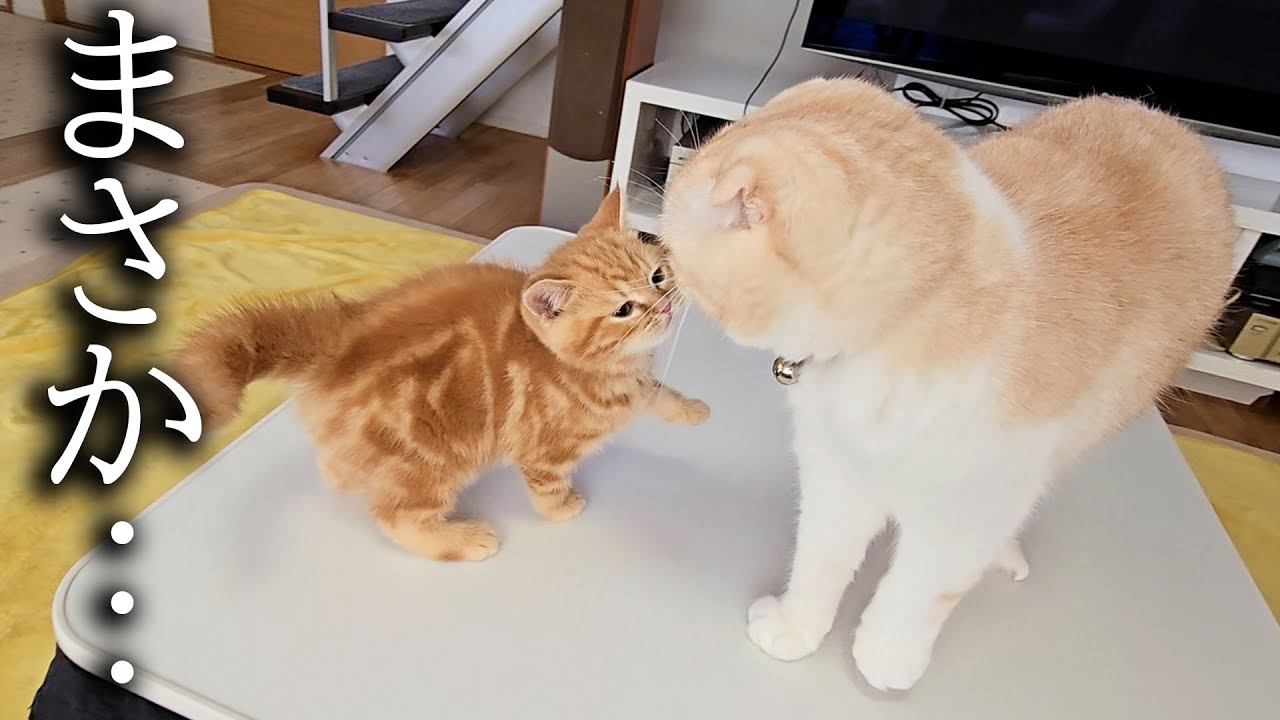 子猫をリビングに解放したら大変なことに...