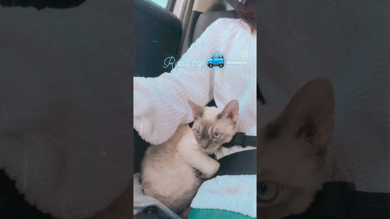 Devon Rex Cat - Trip to grandparents 😺おじいちゃんとおばあちゃんのおうちへいったよ🚙🧡 #cat #shorts