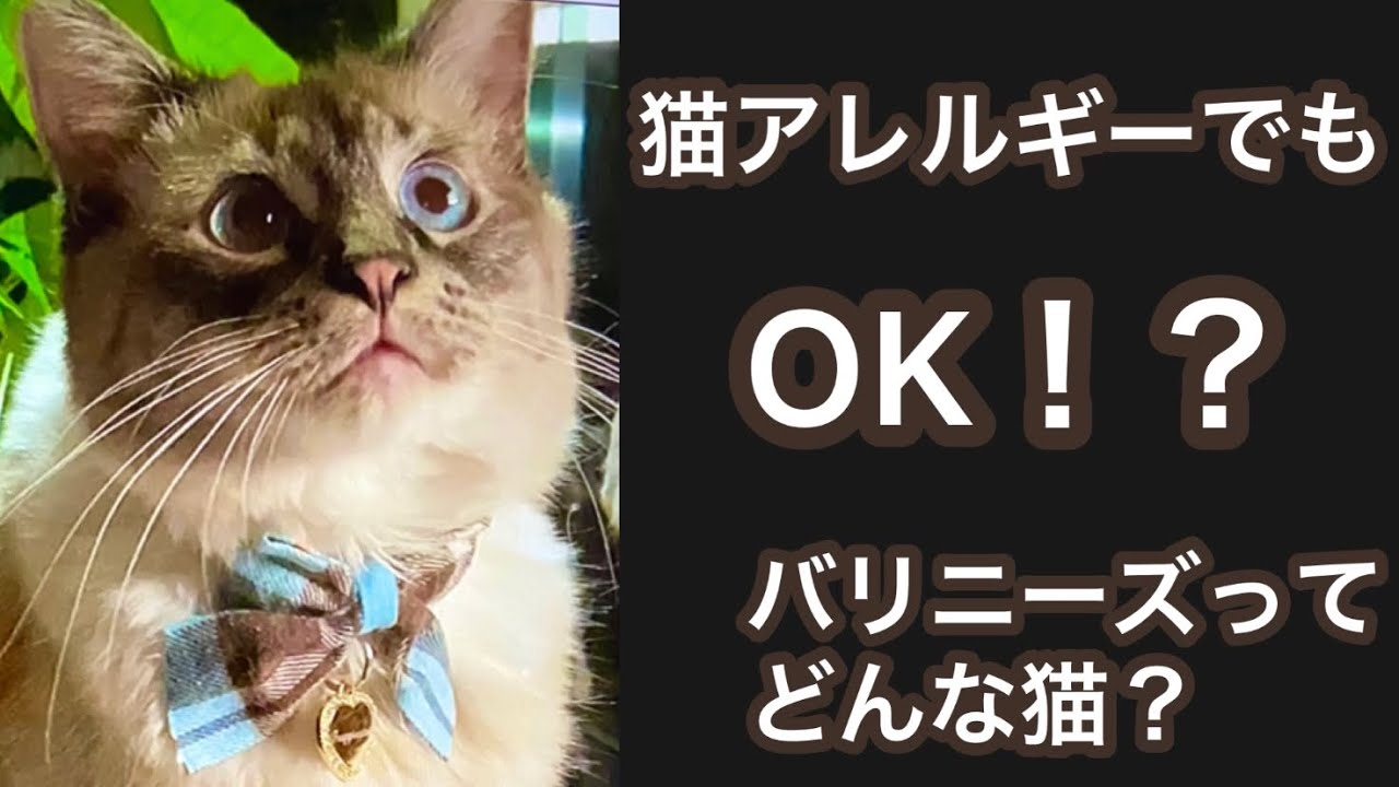 猫アレルギーでも大丈夫！？バリニーズってどんな猫？その他の猫アレルギーが有っても飼える可能性のあるブリードもご紹介します。　[ レアな品種バリニーズ]