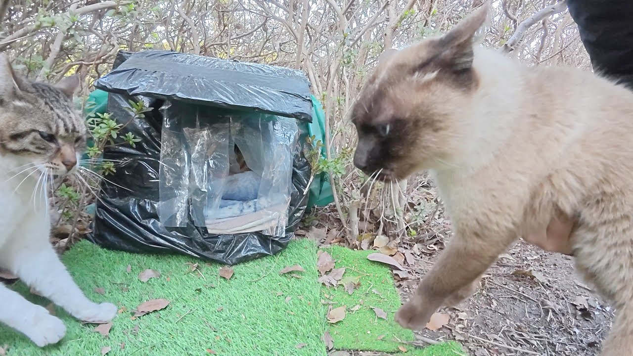 ボス猫がシャム猫に激怒して猫ハウスからの立ち退きを要求する