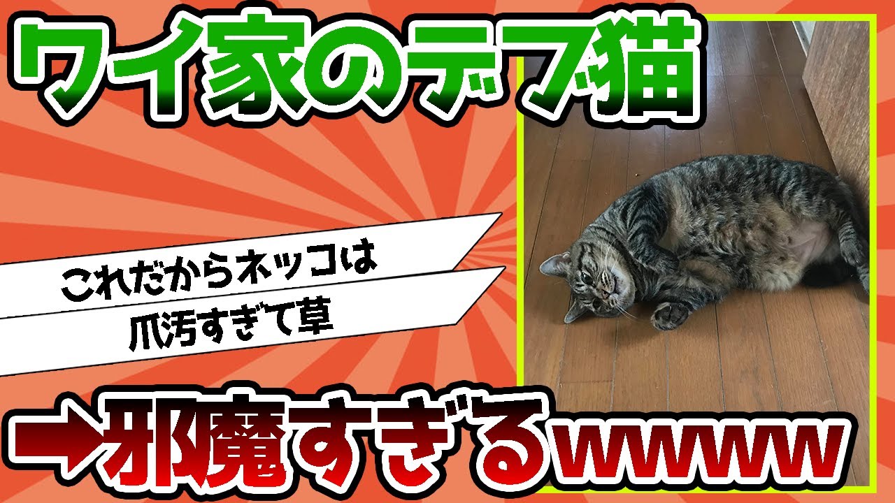 【2ch動物スレ】ワイ家のデブ猫、邪魔すぎるwwwwww