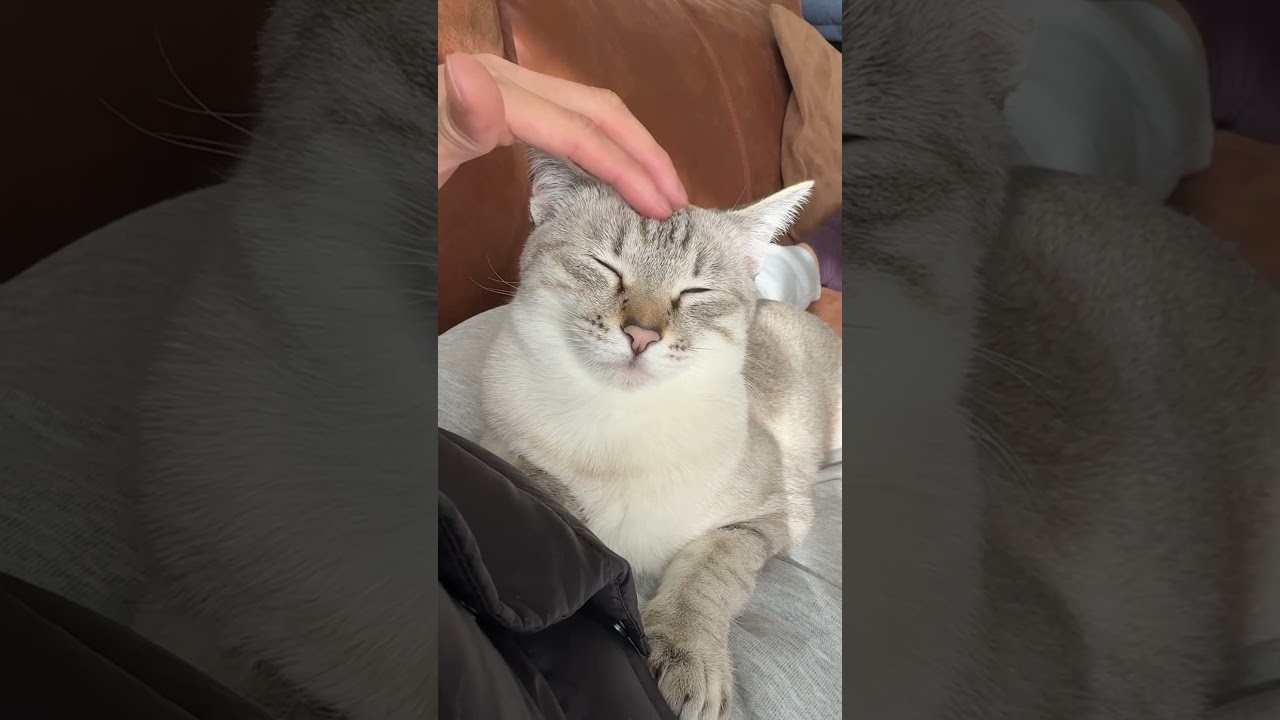 ゴロゴロ猫　#シャムトラ #元保護猫 #シャムミックス  #cat #猫耳 #kitten  #猫耳 #siamesemix