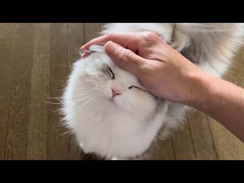これがパステルもふもふ三毛猫スコティッシュフォールドの破壊力だぁーーー！！【スコティッシュフォールド】