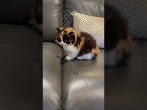 スコティッシュフォールド キャリコ、三毛（ショートヘア　短毛）の女の子♡