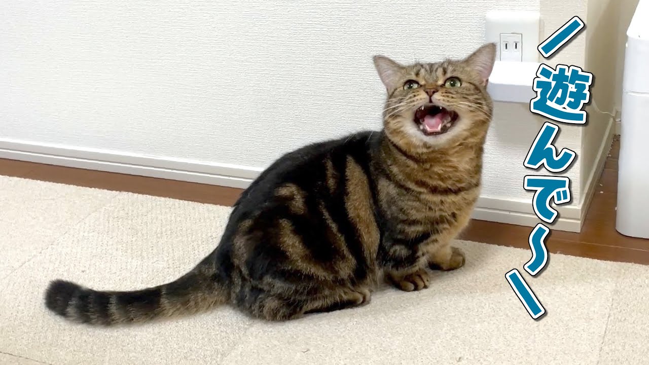 ママの家事が終わるのを待って遊んでアピールする猫が可愛すぎる…！