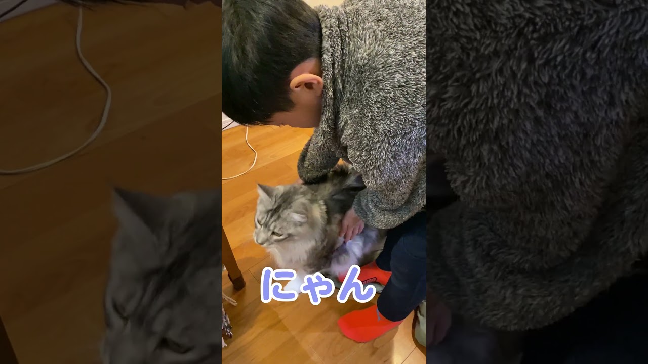 寒い日の朝、少年のダウンを温めて待つ大型猫#メインクーン#shorts