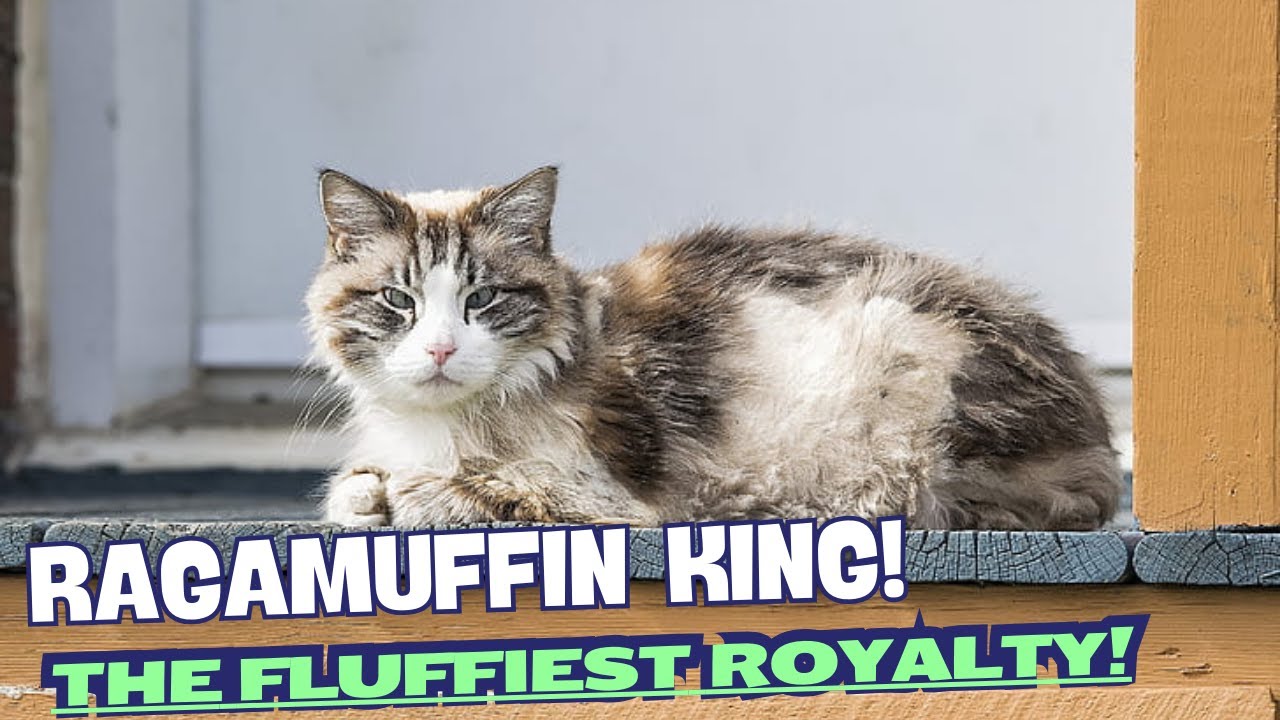 "Ragamuffin King" – The Fluffiest Royalty! 🎶🐱🐾👑