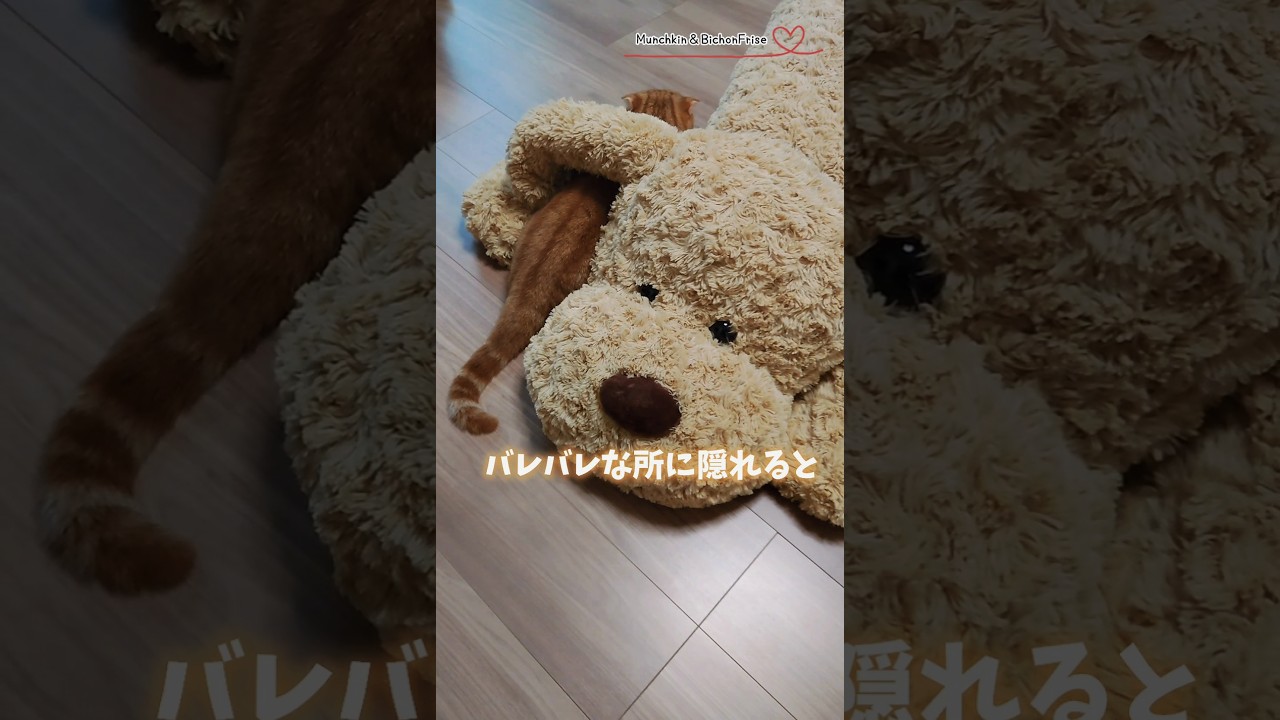 【マンチカン】バレバレな所に隠れると誰でも可愛くなれるらしい 【犬と猫、両方飼ってると毎日かわいい♥】