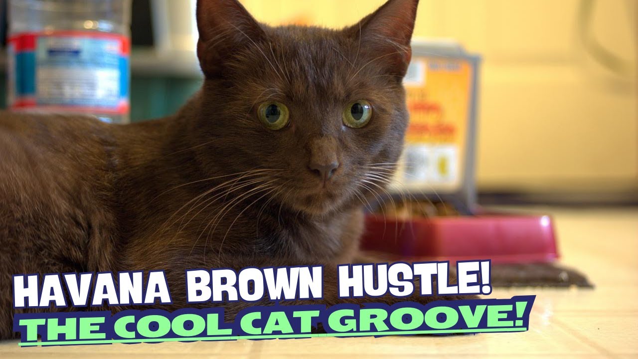 "Havana Brown Hustle" – The Cool Cat Groove! 🐈‍⬛🔥🐾🎶