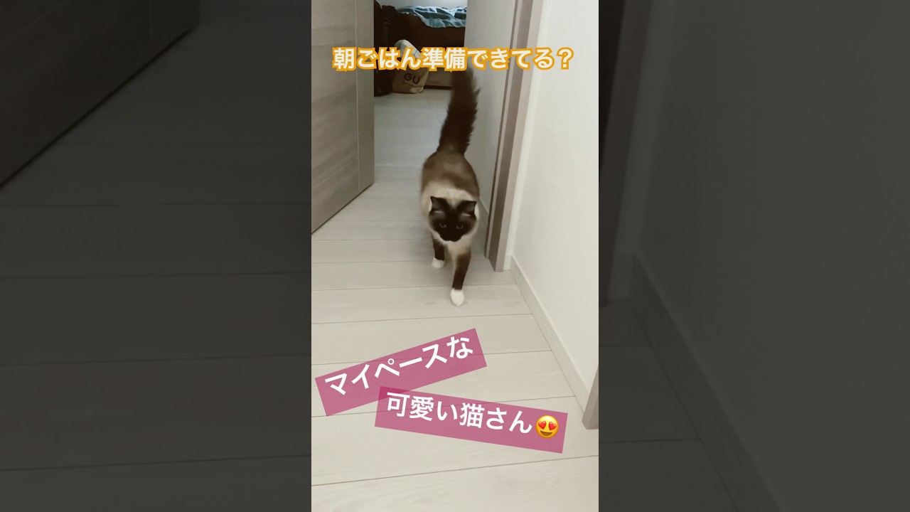 【癒し】マイペースな寝起き猫さん #ragdolls #cats #goodmorning #shorts #ラグドール #寝起き #猫のいる暮らし #猫動画 #ショート