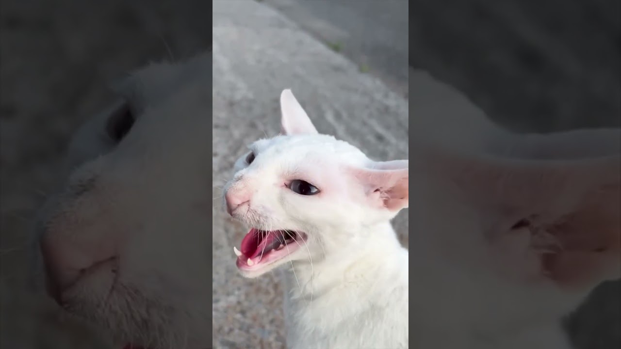 Cornish Rex – The Cat with the Softest Curls