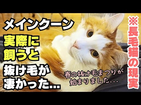 メインクーンの抜け毛が凄かった...