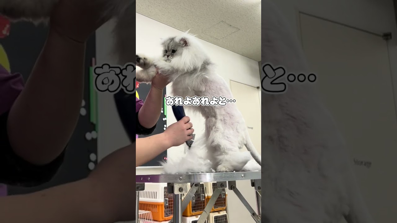 ペルシャのひじきが初ライオンカット #shorts #猫 #ライオンカット #トリマー #動物専門学校
