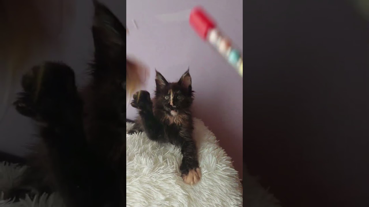Elenya Black Tortoise Maine Coon Female Kitten Available Now | Purebred Kitties