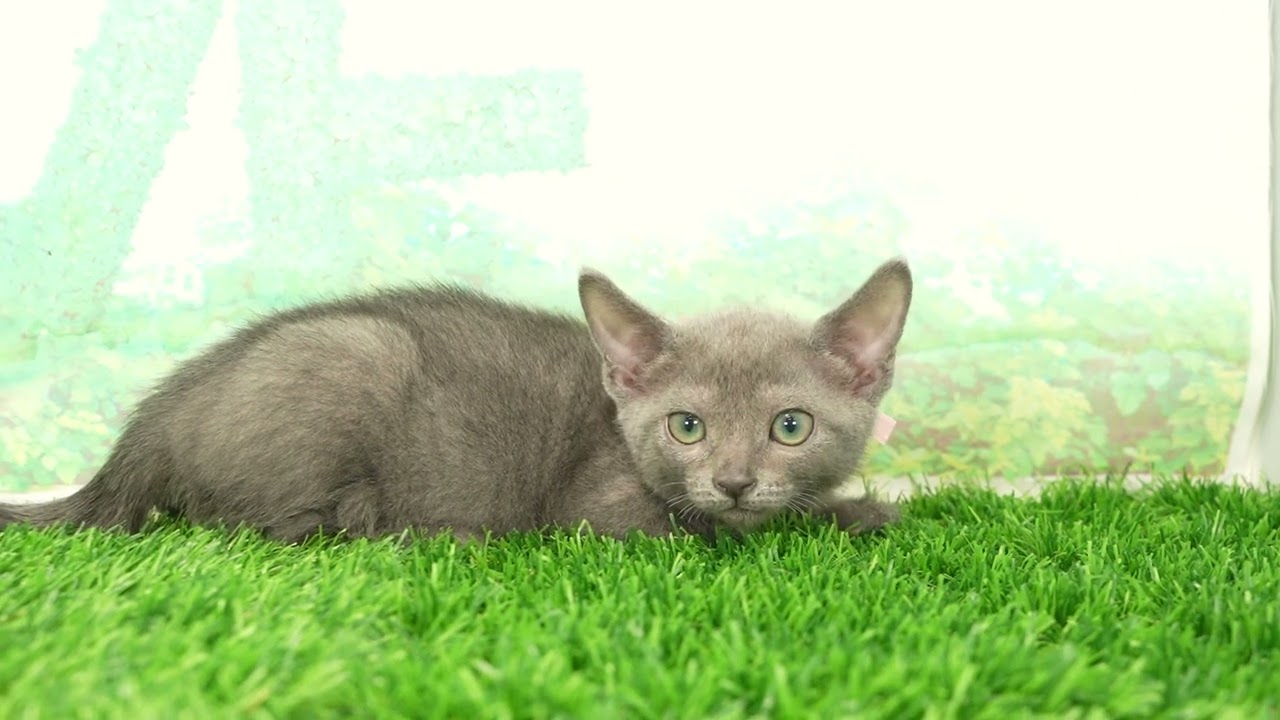 Coo&RIKU　No00709104 ロシアンブルー