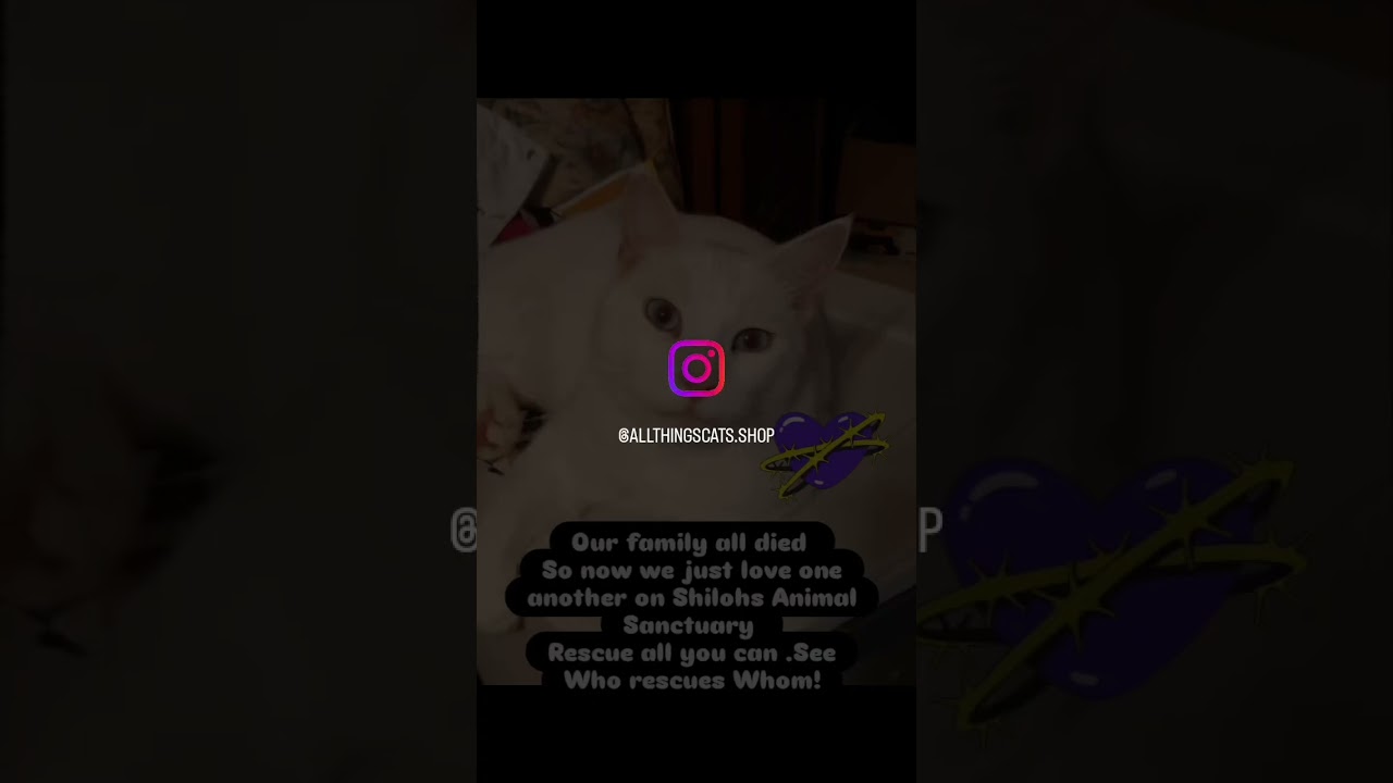 Story of Shilohs Animal Sanctuary #ytshorts #manxcat #catsofinstagram #catadventures