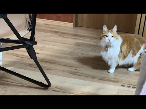 お久しぶりの猫タイム！【マリー（メインクーン）】