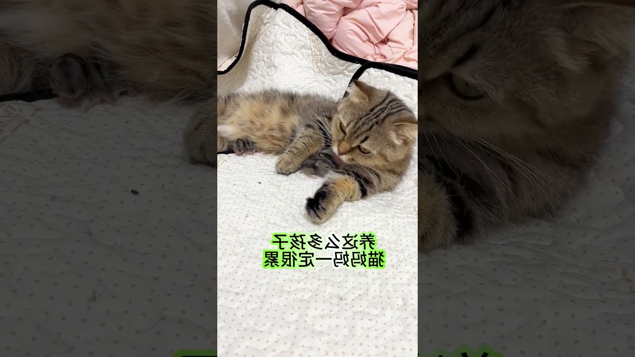 Adorable Kitten Adventures: Playful Moments & Sweet Surprises!