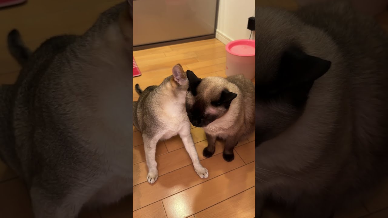 たぬき猫をペロペロしすぎてカプッとたしなめられるシンガプーラなのにゃ♪ #cat #シンガプーラ #トンキニーズ#たぬき猫