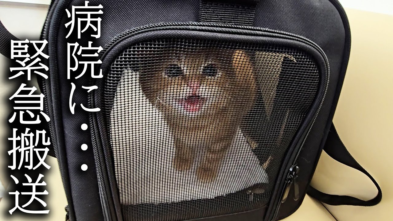 子猫が頭を怪我してしまい病院に緊急搬送しました...