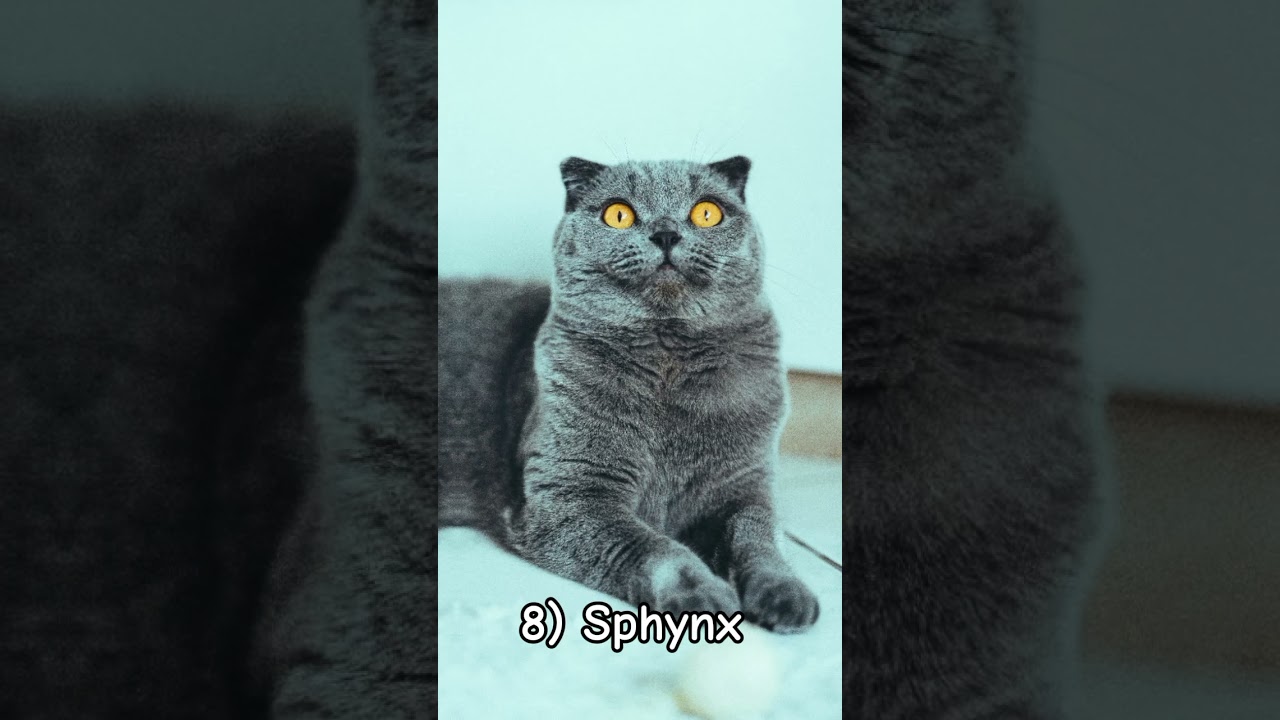 Top 10 most beautiful cat Breeds in the world 😻🌍Top 10 famous boy cat names #trendingshorts