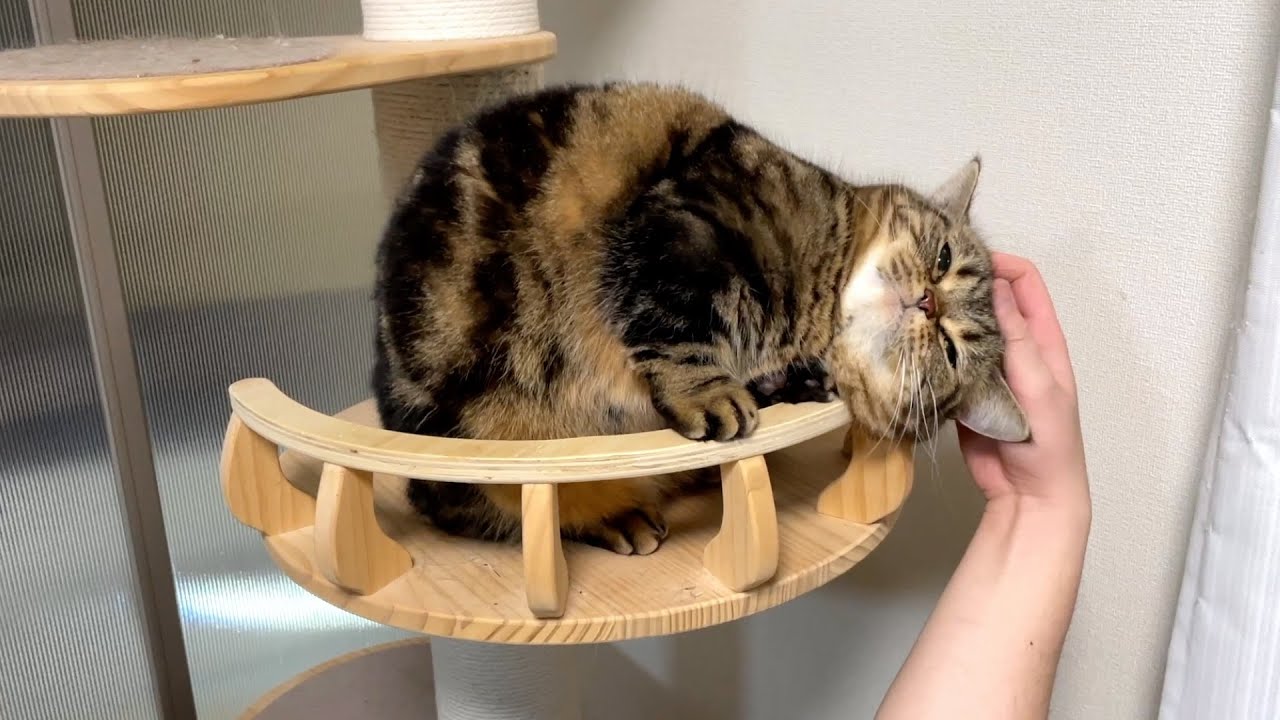 うんちょこちょこちょこぴー！しちゃうメル