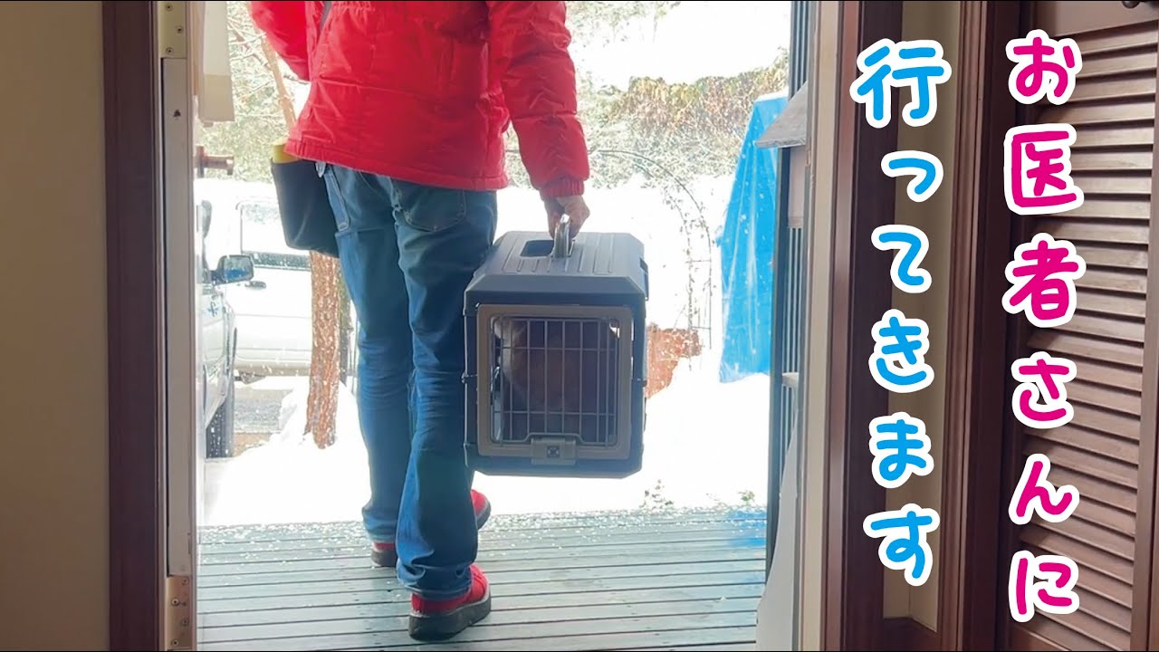 動物病院で猫の耳掃除をしてもらいました