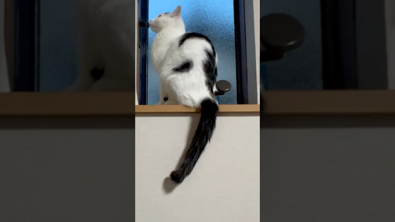 窓枠に上がったものの降りられなくなる猫ミルクTerminal Rangers#保護猫 #ねこ #ミルねーさん #猫の日#shorts