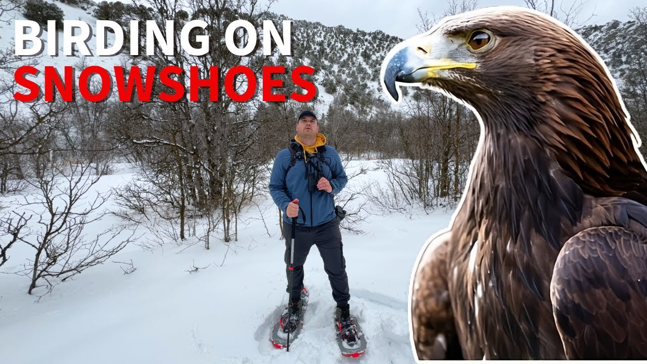 I went birding on SNOWSHOES -- here's what happened!