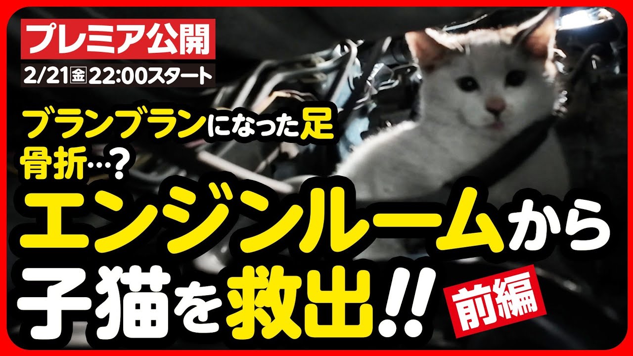 【子猫 保護】骨折...！？エンジンルームからケガした子猫を救出！！【前編】