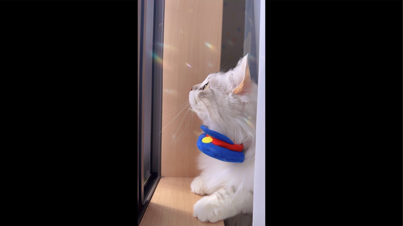 みんな集まれ〜🐱ネコちゃんライブ配信♪ cute cat vlog Japan #猫 #ねこ #cat #ねこかわいいね