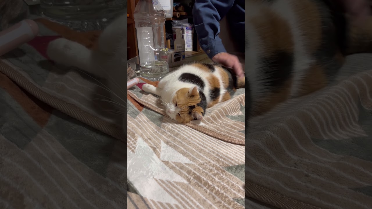 【三毛猫】父にすごい甘えるミケ