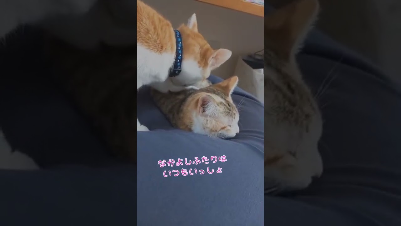 【しあわせだより】甘えん坊ふみふみ…からの、いつも仲良し あさきょろコンビ #Shorts